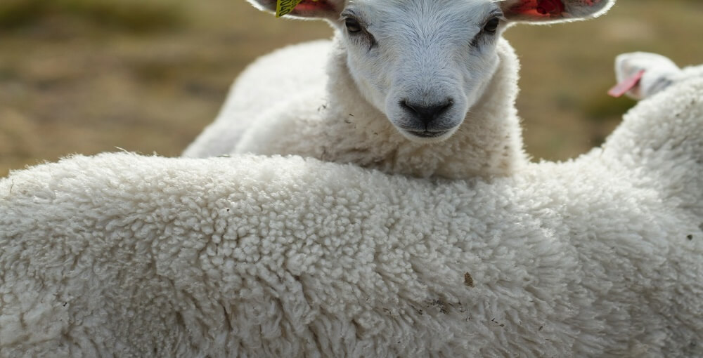 Is Wool Sustainable? The Honest Answer