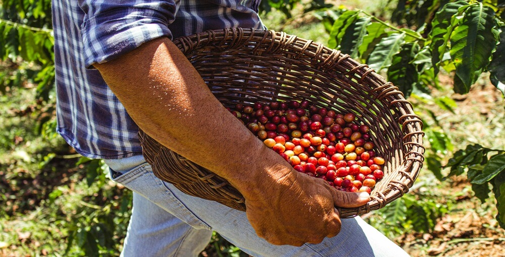 The Case for Buying Organic (and where to start)
