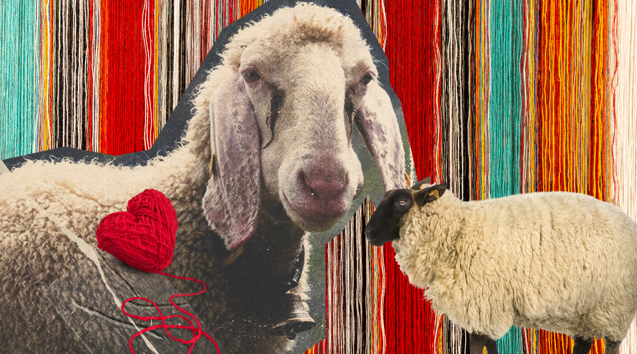 Is sheep wool good for people and planet?